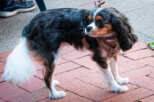 Farmers Market  |  Troy, NY - Sep 2025